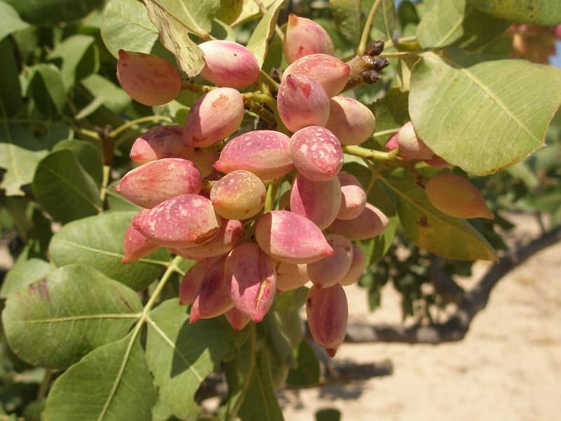 پسته کله قوچی با پوست با پوسته سالم و مغز خوش‌طعم